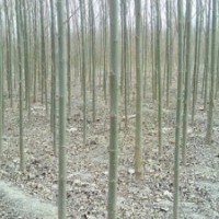 河北速生小苗|速生柳价格