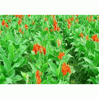 大量供应,塔侩,景天类,花灌木类,