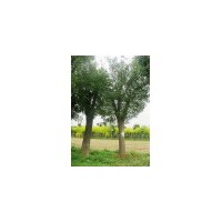 天津19公分国槐价格20公分国槐价格