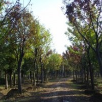 江苏榉树基地|榉树供应|榉树报价