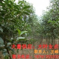 最新大叶女贞苗木价格