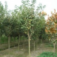 8公分大叶女贞价格