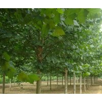 本场供法桐，造型法桐，法桐小苗，国槐，白蜡