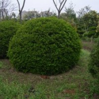 江苏大叶黄杨球价格