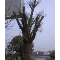 供应80公分枝高度1米5到1米8截杆嫁接银杏，直径80公分，价格700