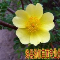 供应黄刺玫价格，黄刺玫图片，黄刺玫详细介绍，黄刺玫用途