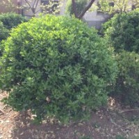 供应山东烟台冬青工程苗冬青工程苗