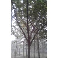 长期供应18公分银杏嫁接树