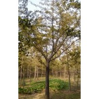 长期供应22公分银杏嫁接树