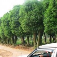 供应湖南移栽丛生香樟 大蓬多头香樟树 价格优包上车
