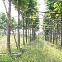 人面子供应 量大