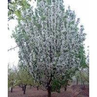 15公分八棱海棠树