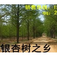 银杏树价格 银杏树苗价格 秀景银杏苗木基地