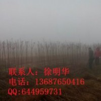早樱小苗1行情报价\早樱小苗1图片展示