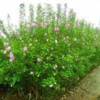 山东丛生木槿 潍坊丛生木槿