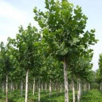 法桐不规则分枝冠和浅绿色树叶