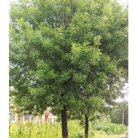 山东速生国槐,速生白蜡，速生法桐，合欢等各类苗木。