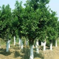 湖南香樟香泡树价格栾树价格移植骨架香樟树价格