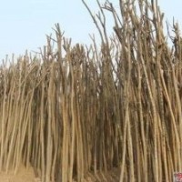 黄金国槐嫁接技巧