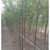 50万3cm国槐出售