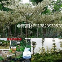 锦叶榄仁,花叶榄仁种苗农户价直发