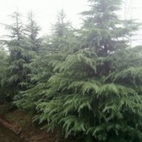 【主产】雪松广玉兰白玉兰红叶石楠女贞苗木等