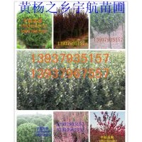 售大叶黄杨；大叶黄杨球