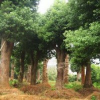 移植2-3年全冠香樟树骨架香樟树25公分香樟树价格优惠