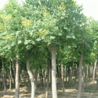 20公分香樟价格