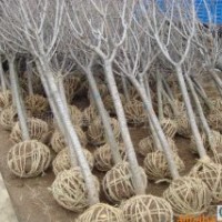 胶南大场供应樱花苗木