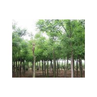 千头椿价格,毛白杨哪里的价格便宜,毛白杨批发价格