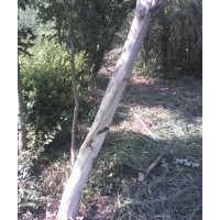 大叶黄杨、金叶女贞、水蜡