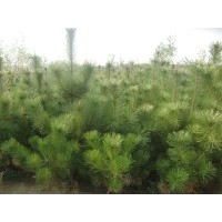 供应乔木黑松工程苗一级苗黑松2年生苗可到基地看苗起货