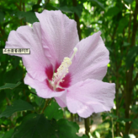 山东 泰安木槿 0.6-3公分