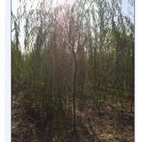 哪里有垂柳，山东垂柳