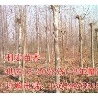 4公分速生法桐2014天津最新价格