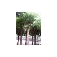 23公分、28公分国槐价格