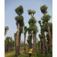 35公分37公分香樟树|香泡|栾树|广玉兰|价格湖南益阳绿波园林