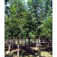 苗圃出售13公分14公分15公分国槐