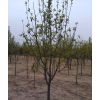 供应精品八棱海棠树
