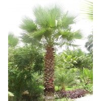 如皋棕榈树、如皋棕榈价格、如皋棕榈树价格