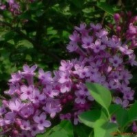 大量出售丁香绿化苗