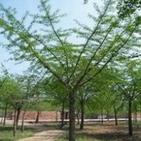 供应20-80公分截杆嫁接银杏