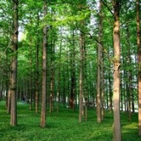 水杉价格 水杉树基地