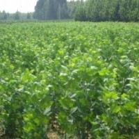 主营；1-20法桐。速生法桐。造型法桐。白蜡，国槐，大叶女贞。速