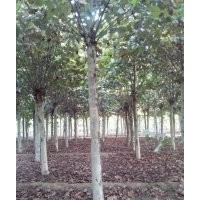 3-20公分速生全冠法桐、一、二年帽造型法桐