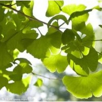 宁夏出售银杏树