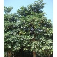 大量供应各种规格：广玉兰 ，盆架子，小叶榄仁香樟， 铁刀木，