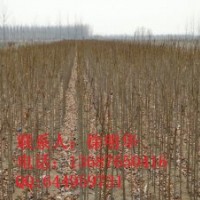 山东樱花小苗。山东海棠基地。山东海棠小苗。山东雪松基地