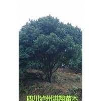 泸州洪翔苗木场供应杨梅